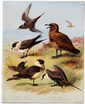 British Birds by Archibald Thorburn (1918)